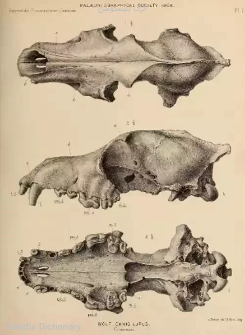 گرگ پلیستوسن